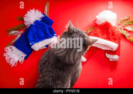 Grau tabby cat Wahl eines Winter Outfit auf rotem Hintergrund. Schwierige Wahl zwischen roten und blauen Hut und Schal für Weihnachten. Stockfoto