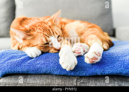 Eine schöne rote Katze liegend und entspannt zu Hause. Stockfoto