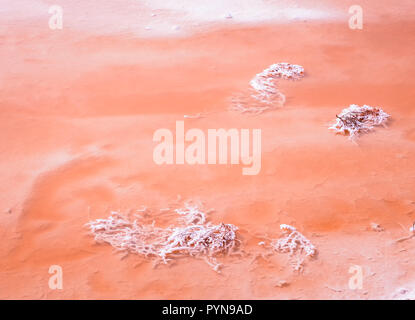 Leuchtend rote Salzablagerungen am Ufer des wunderschönen rosa See Hintergrund. umbleweed in Salzkristallen sehen wie Coral liegt in der Salz Wasser eines Sees Stockfoto
