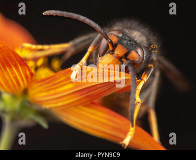 Schönes Foto Stockfoto