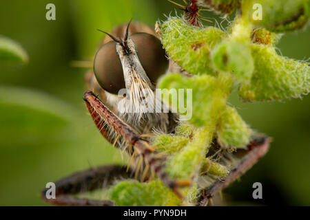 Schönes Foto von Robberfly (Assylidae) Stockfoto