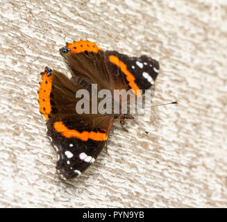 Red Admiral Schmetterling ruht auf Abstellgleis, Erwärmung auf einen Fall morgen Stockfoto