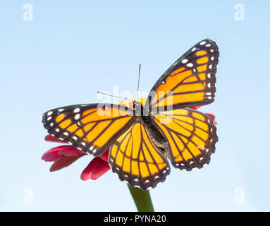 Orange und Schwarz Vizekönig Schmetterling auf einem rosa Zinnia aufwärmen in der Morgensonne Stockfoto