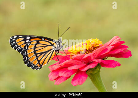 Ventrale Ansicht einer atemberaubend schönen Vizekönig Schmetterling auf einem Rosa Zinnia Blume, mit grünem Hintergrund Stockfoto