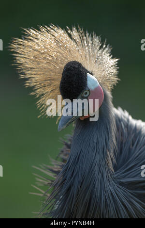 Schwarz, Schwarz-necked​ oder Westafrikanischen gekrönt Kran (Balearica pavonina s.). Seite Wind Crest. Kopf und Hals. Gesichtsbehandlung Details einschließlich Bill sh Stockfoto