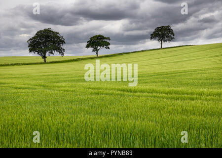 Rolling Bereich der grünen Weizen mit drei Bäume auf die B6460 in der Nähe von Duns Scottish Borders Schottland Großbritannien Stockfoto