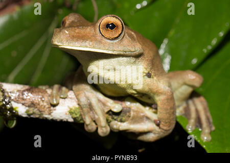 Ein laubfrosch im Dschungel von Suriname in der Nähe von Botapassie auf den Suriname Fluss fotografiert. Suriname ist für seine unberührte Regenwälder und biodive festgestellt Stockfoto