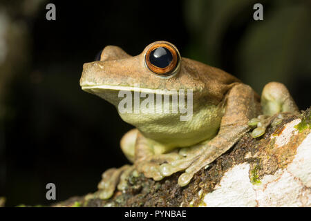 Ein laubfrosch im Dschungel von Suriname in der Nähe von Botapassie auf den Suriname Fluss fotografiert. Suriname ist für seine unberührte Regenwälder und biodive festgestellt Stockfoto