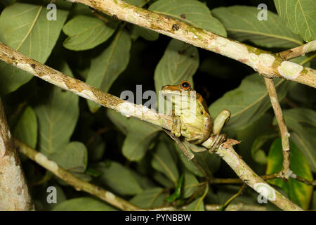 Ein laubfrosch im Dschungel von Suriname in der Nähe von Botapassie auf den Suriname Fluss fotografiert. Suriname ist für seine unberührte Regenwälder und biodive festgestellt Stockfoto