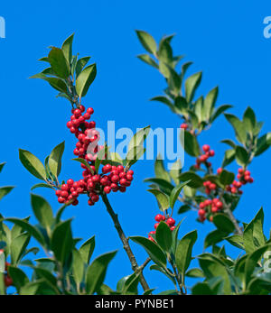 Ilex aquifolium Stechpalme Beeren im Herbst Wald Norfolk Stockfoto