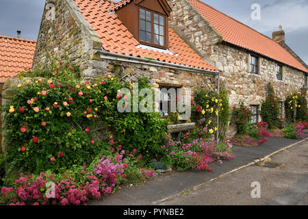 Haus aus Stein mit rotem Baldrian und kletternde Rosen im Garten am Marktplatz Heilige Insel von Lindisfarne Northumberland, England Großbritannien Stockfoto