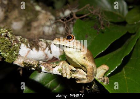 Ein laubfrosch im Dschungel von Suriname in der Nähe von Botapassie auf den Suriname Fluss fotografiert. Suriname ist für seine unberührte Regenwälder und biodive festgestellt Stockfoto