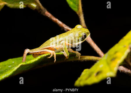 Ein laubfrosch im Dschungel von Suriname in der Nähe von Naturschutzgebiet Raleighvallen auf neue O-Bus- und fotografiert. Suriname ist für seine unberührte Regen festgestellt Stockfoto