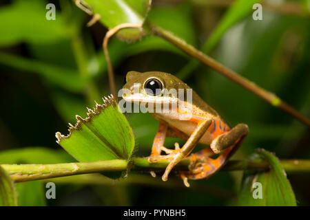 Ein laubfrosch im Dschungel von Suriname in der Nähe von Naturschutzgebiet Raleighvallen auf neue O-Bus- und fotografiert. Suriname ist für seine unberührte Regen festgestellt Stockfoto