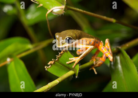 Ein laubfrosch im Dschungel von Suriname in der Nähe von Naturschutzgebiet Raleighvallen auf neue O-Bus- und fotografiert. Suriname ist für seine unberührte Regen festgestellt Stockfoto