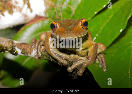 Ein laubfrosch im Dschungel von Suriname in der Nähe von Botapassie auf den Suriname Fluss fotografiert. Suriname ist für seine unberührte Regenwälder und biodive festgestellt Stockfoto