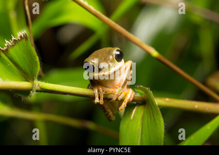 Ein laubfrosch im Dschungel von Suriname in der Nähe von Naturschutzgebiet Raleighvallen auf neue O-Bus- und fotografiert. Suriname ist für seine unberührte Regen festgestellt Stockfoto