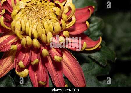 Nahaufnahme eines von der Mitte aus roten und gelben incurve Chrysantheme Stockfoto
