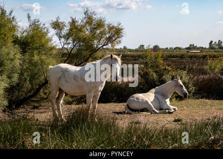 Zwei weiße wilde Pferde in der Camargue in Südfrankreich Stockfoto