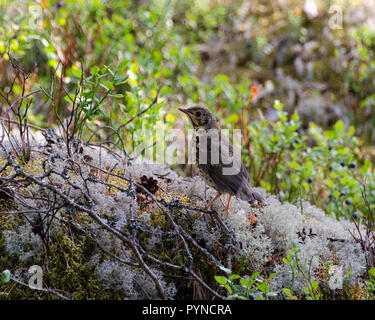 Ein Mistle Thrush stehend auf einem Bemoosten im Wald anmelden Stockfoto