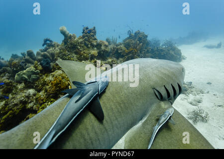 Nahaufnahme der Ammenhai und zwei Parasiten schiffshalter Fische schwimmen entlang oben und an der Seite Stockfoto