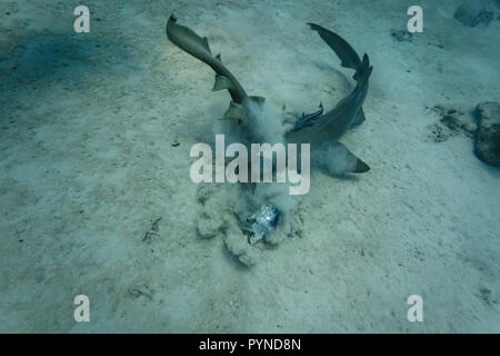 Blick von oben auf die beiden grauen Ammenhaie über stingray Beute kämpfen Stockfoto