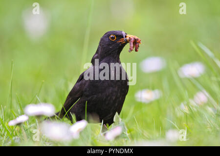 Gemeinsame Amsel (Turdus merula) Erwachsene mit Würmern in der Rechnung der Nahrungssuche in der blühenden Wiese, Bayern, Deutschland Stockfoto