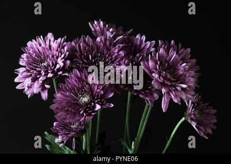 Eine Kupplung von frischem lila Chrysantheme Sprays in voller Blüte auf eine schlichte schwarze horizontale Hintergrund gesetzt. Stockfoto