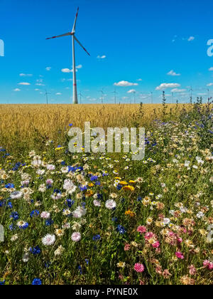 Wildflower Feld Marge für Insekten in der intensiven Landwirtschaft, Hessen, Deutschland Stockfoto