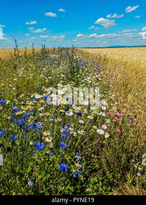 Wildflower Feld Marge für Insekten in der intensiven Landwirtschaft, Hessen, Deutschland Stockfoto