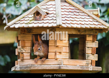 Eurasischen Eichhörnchen (Sciurus vulgaris) in Vogel Haus saß für die Winterfütterung, Bayern, Deutschland Stockfoto