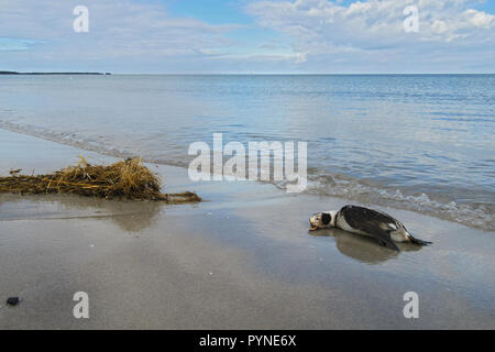 Eisente (Clangula hyemalis) Strände mit Öl verunreinigt, toten Mann auf Shoreline, Mecklenburg-Vorpommern, Deutschland Stockfoto