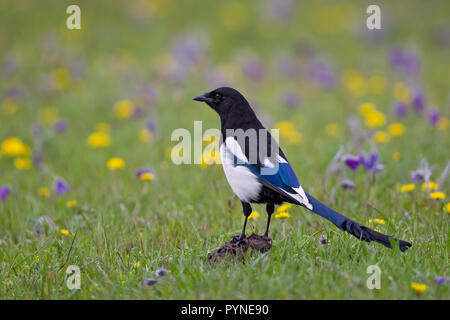 Magpie (Pica Pica) in blühende Wiese, khuvsgul See, Mongolei Stockfoto