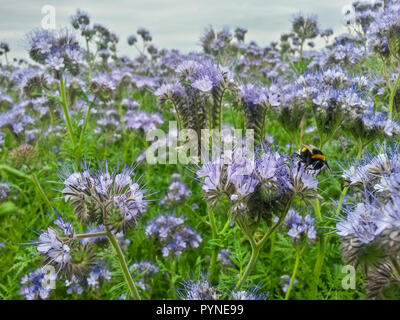 Buff-tailed Bumble Bee (Bombus terrestris) auf Scorpionweed (Phacelia tanacetifolia), Hessen, Deutschland Stockfoto