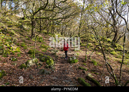 Eine Frau in einem roten Mantel zu Fuß durch ein Waldgebiet in den Snowdonia National Park in Nordwales. Stockfoto