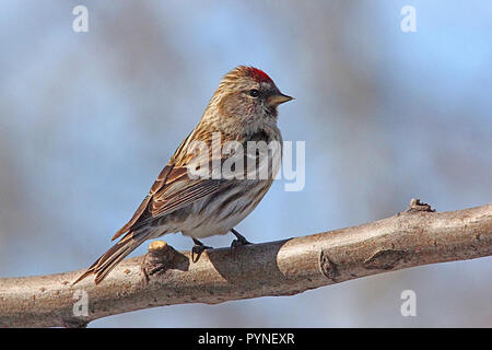 Common Redpoll, (Acanthis flammea) Noch weit verbreitet und reichlich in Birken, Feldgehölze, Tundra Scrub, Winter und Unkraut. Stockfoto