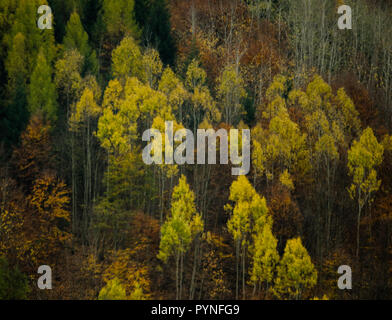 Herbst Wald Texturen - in der slowakischen Berge! Stockfoto