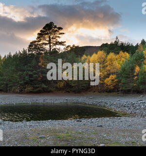 Bäume mit ihren schönen Herbstfarben am Ufer des Loch Vaa in die schottischen Highlands und die Cairngorm National Park. Stockfoto