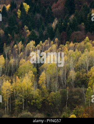 Herbst Wald Texturen - in der slowakischen Berge! Stockfoto