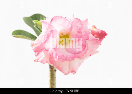 Adeniums obesum (Desert Rose) Blüte in weißem Hintergrund. Stockfoto