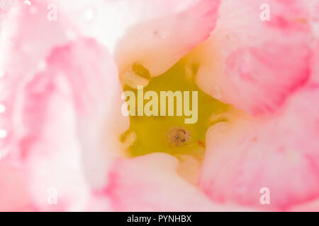 Adeniums obesum (Desert Rose) extreme Nahaufnahme. Stockfoto