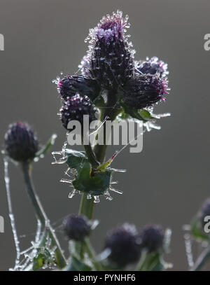Eine Distel in der Morgentau entlang der Forth-and-Clyde-Kanal bei Falkirk nach Temperaturen über Nacht gefallen. Stockfoto