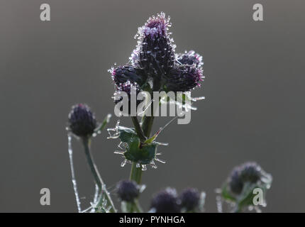 Eine Distel in der Morgentau entlang der Forth-and-Clyde-Kanal bei Falkirk nach Temperaturen über Nacht gefallen. Stockfoto