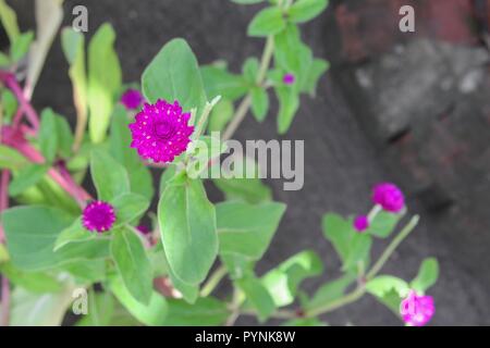 Globe Amaranth oder Gomphrena Globosa Blume im Garten Stockfoto