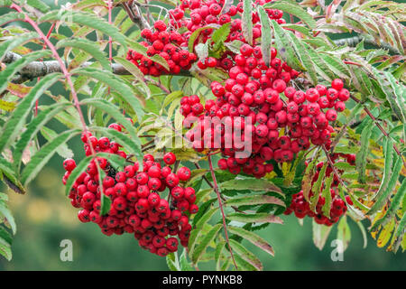 Rowan Mountain Ash Sorbus „Chinesische Spitze“ Sorbus Tree Rowan Beeren auf Tree Ast Rote Beeren Herbstzweige Sorbus Beeren Früchte Rowan Oktober Stockfoto