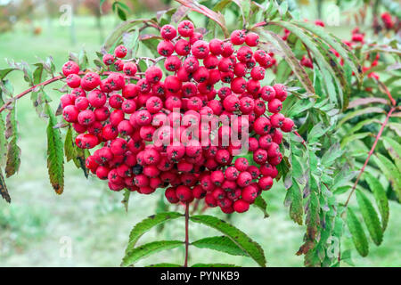 Vogelbeeren Herbst, Bergasche, Sorbus 'Chinesische Spitze' Baum, Herbstrote Beeren auf Baum Sorbus aucuparia 'Chinesische Spitze Stockfoto