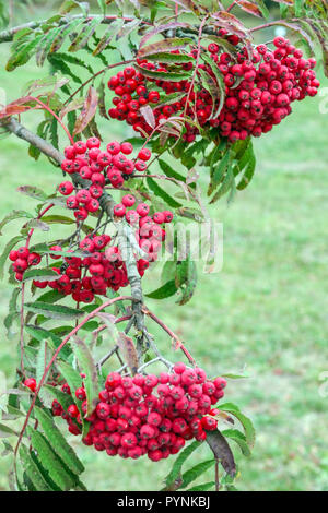 Rowan, Bergasche, Sorbus „Chinesische Spitze“ Baum, Herbstrote Beeren fruchtig Stockfoto
