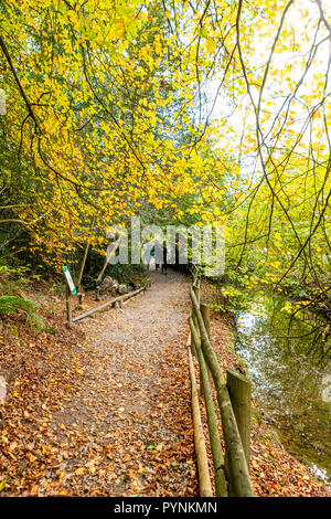 Waldwege. Kürbisfest, Dekan Heritage Center, Wald von Dean. Stockfoto