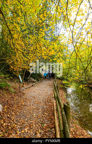 Waldwege. Kürbisfest, Dekan Heritage Center, Wald von Dean. Stockfoto