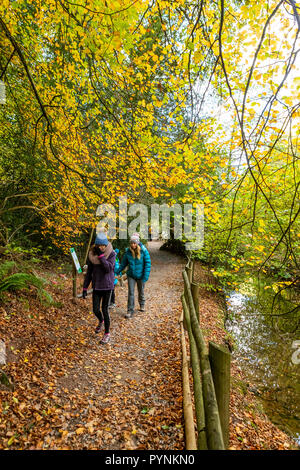 Waldwege. Kürbisfest, Dekan Heritage Center, Wald von Dean. Stockfoto